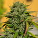 Excès de nutriments pour les plantes de cannabis, Weedstockers