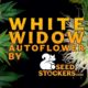 white widow autofloraison, Weedstockers