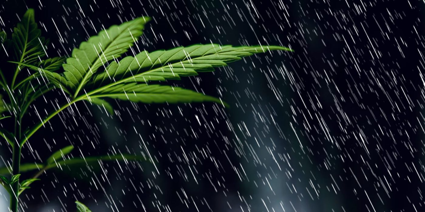 Les meilleures variétés de cannabis à cultiver en extérieur