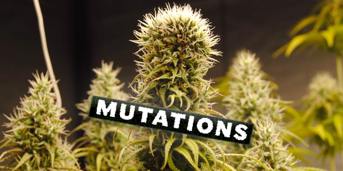 Les mutations de cannabis les plus courantes