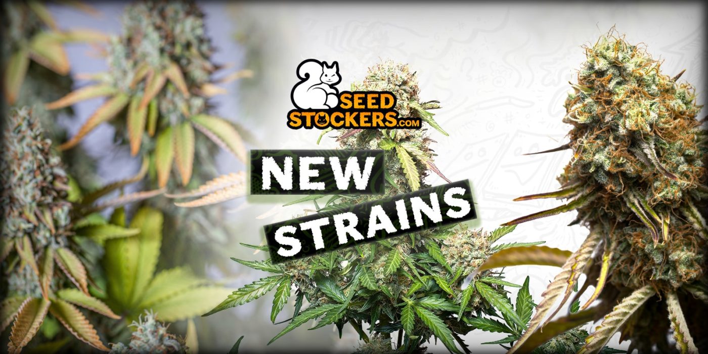 Nouvelles variétés de cannabis Seedstockers