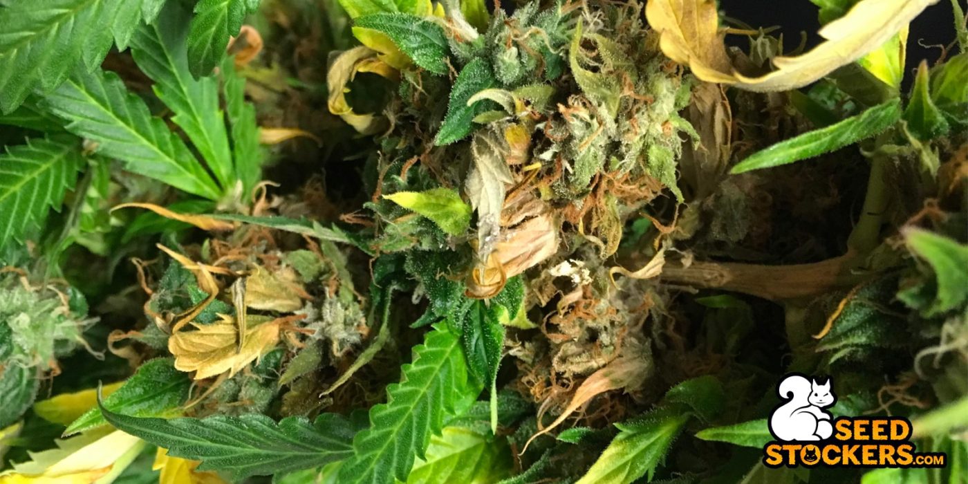 Maladies Des Plants De Cannabis Comment Les Traiter Weedstockers Maladies Des Plants De Cannabis Comment Les Traiter Weedstockers