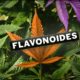 flavonoïdes, Weedstockers