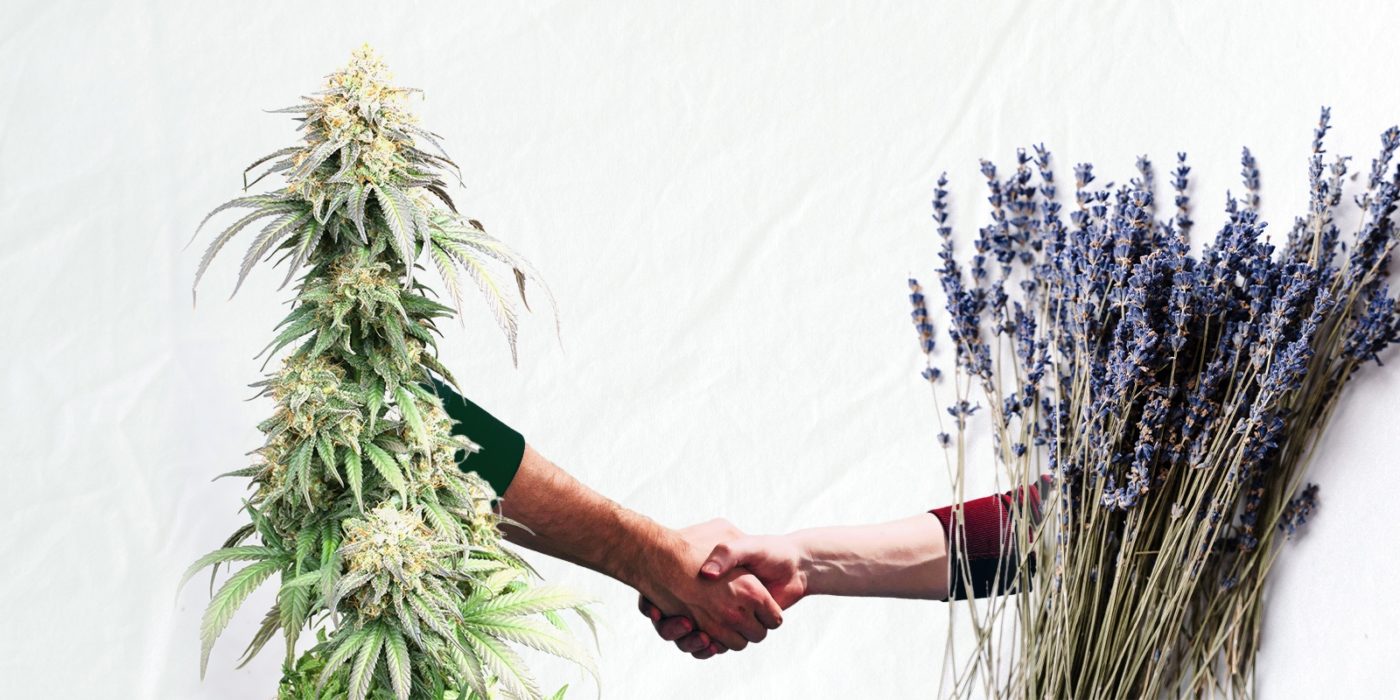 Les avantages des plantes d’accompagnement pour le cannabis