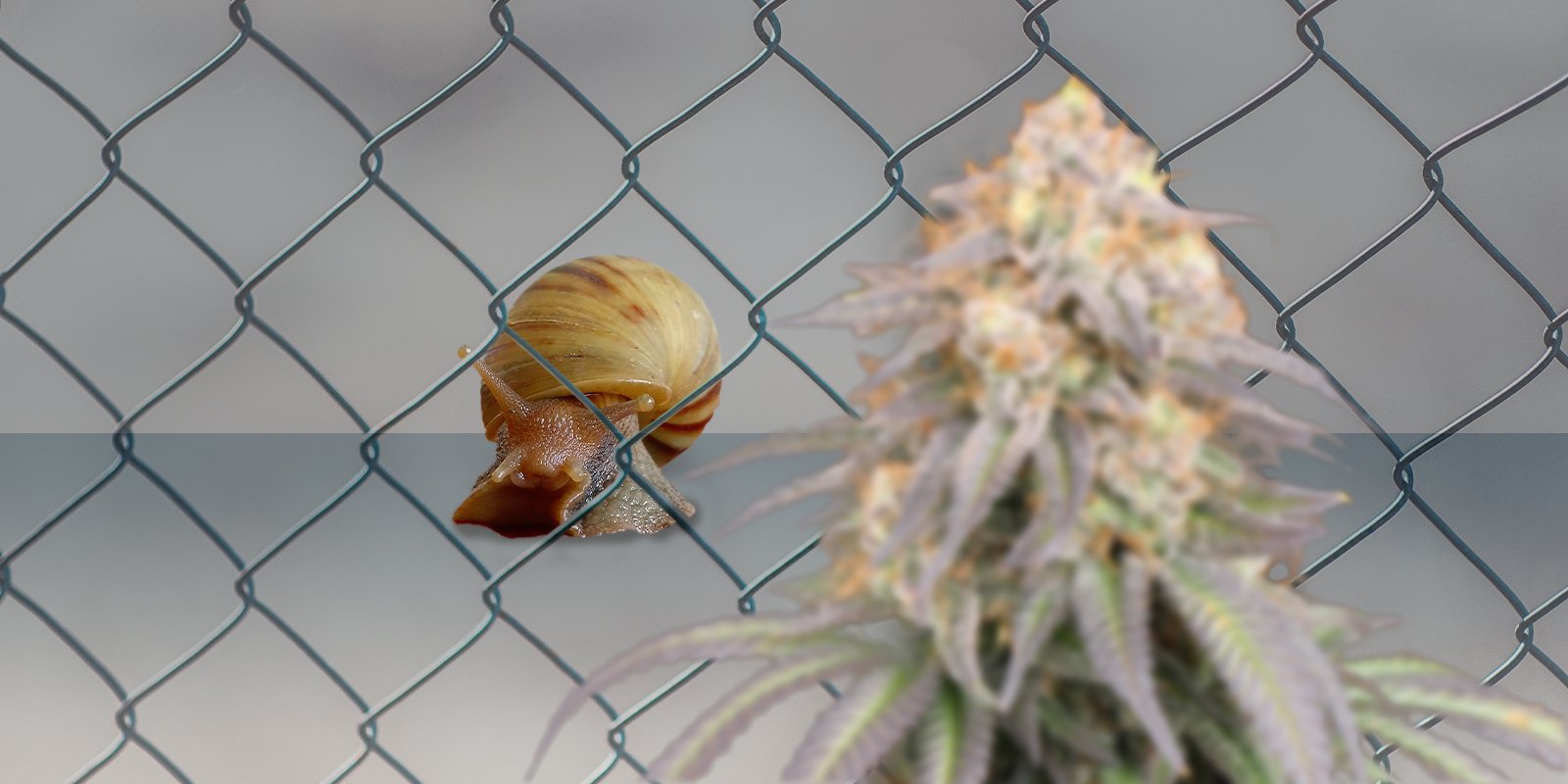 les avantages des plantes daccompagnement pour le cannabis, Weedstockers